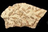 Fossil Fish (Gosiutichthys) Mortality Plate - Lake Gosiute #71794-1